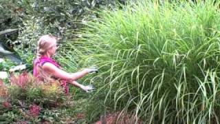 Pruning Miscanthus Ornamental Grass for Size [upl. by Adnohr808]