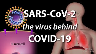 Understanding the Virus that Causes COVID19 Animation [upl. by Lundquist587]