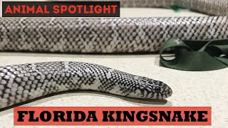 Animal Spotlight  Florida Kingsnake [upl. by Cordier]