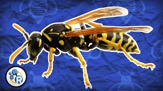 Why Do Wasps Attack  Reactions QampA [upl. by Bisset]