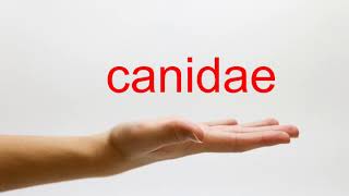 How to Pronounce canidae  American English [upl. by Boor]