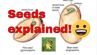 Seed germination explained What is a seed How do seeds grow [upl. by Nnaitak51]