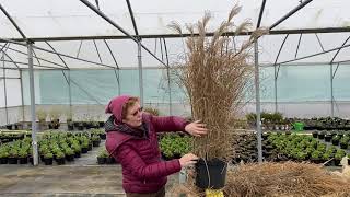 Grow Like The Pros  Trimming Miscanthus [upl. by Aldon]