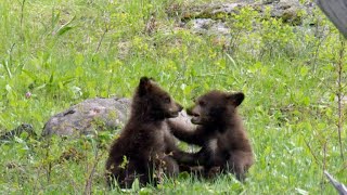 Nature Bear cubs [upl. by Toland]