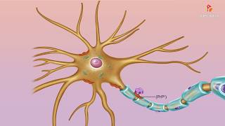 Abnormal misfolded prions  Medical microbiology animations [upl. by Morissa699]