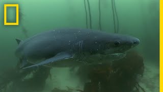 The Cookiecutter Shark  Sharks of Bermuda Triangle [upl. by Stephine596]