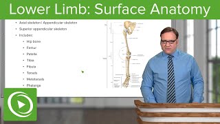 Lower Limb Surface Anatomy amp Osteology – Anatomy  Lecturio [upl. by Grange]