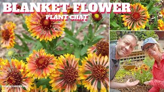 Blanket Flower Care  Gaillardia Plant Chat [upl. by Hsepid]