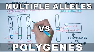 Multiple Alleles and Polygenes [upl. by Geldens569]