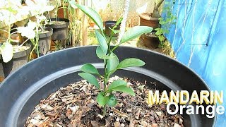 Growing MANDARIN from Seed [upl. by Nerro]