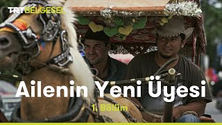 Ailenin Yeni Üyesi  Sumatra  TRT Belgesel [upl. by Mensch]