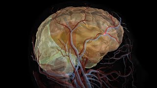 Ischemic Heart Disease in under 2 mins [upl. by Oznohpla]