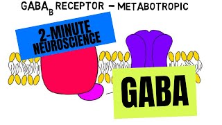 2Minute Neuroscience GABA [upl. by Aicella566]