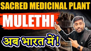 Organised Cultivation of Mulethi in India  UPSC  Geography Current Affairs [upl. by Ellimac]