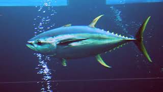 Facts The Yellowfin Tuna [upl. by Ellehcil522]