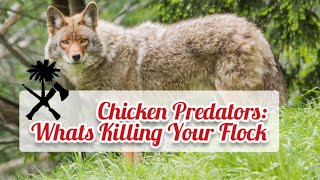 Chicken Predators Whats Killing Your Chickens How To Stop It [upl. by Ielhsa]