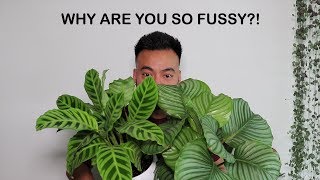 How To Care For Calathea  Houseplant Care Tips [upl. by Liahus]