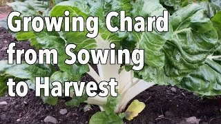 Growing Chard from Sowing to Harvest [upl. by Apthorp]