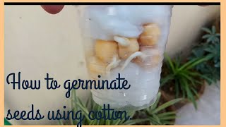 How to germinate seed using cotton balls  kids science activity [upl. by Livingston177]