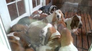 Bellingham bassets lazy hounds European Basset hounds [upl. by Ahsinod483]