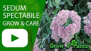 Sedum spectabile  grow and care Hylotelephium spectabile [upl. by Daraj283]