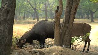 Nilgai of Adhchini  The Blue Cows of Half sugar [upl. by Ennavoj]