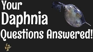 Daphnia Questions Answered [upl. by Sprague]