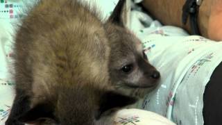 Bateared Fox Kits  Cincinnati Zoo [upl. by Rickard315]