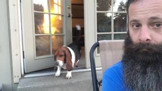 Our Bossy Basset Hound [upl. by Spragens]