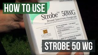 Strobe 50 WG Fungicide Azoxystrobin How To Use [upl. by Lang]