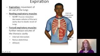 Lecture 20 Respiratory System [upl. by Mallen865]