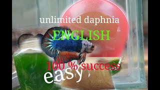 daphnia moina culture Easy way Unlimited production English  with sub Green water Chlorella [upl. by Tebor976]