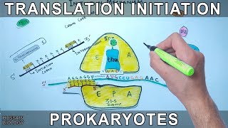 Translation Initiation in Prokaryotes [upl. by Wallache]