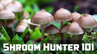 ShroomHunter 101 Identify Wild Magic Mushrooms Psilocybin [upl. by Amandi]