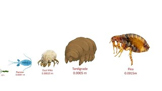 Animal Size Comparison 2021 [upl. by Bradstreet]