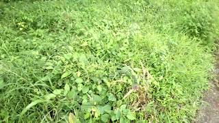 Paraquat Herbicide Weedicide Demonstration [upl. by Jeunesse]