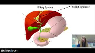 Biliary System Anatomy [upl. by Sinned128]