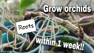 How to propagate Orchids [upl. by Upali92]