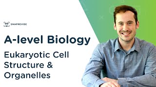 Eukaryotic Cell Structure amp Organelles  Alevel Biology  OCR AQA Edexcel [upl. by Namien]