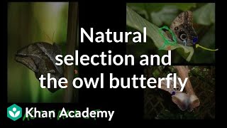 Natural Selection and the Owl Butterfly [upl. by Olnee]