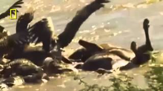 Animales Salvajes Cazando en Africa  Lion Documentales National geographic [upl. by Gambrill76]