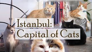 Istanbul Capital of Cats [upl. by Clarinda473]