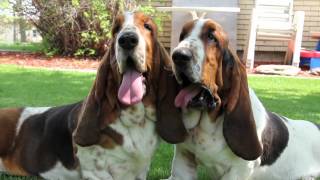 Maple Street Bassets Kennel Video [upl. by Pallaten]