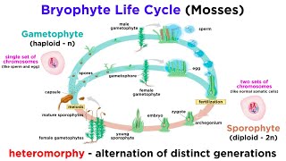 Bryophytes and the Life Cycle of Plants [upl. by Ahsiemat]