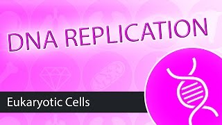 DNA Replication Eukaryotes [upl. by Oiracam6]