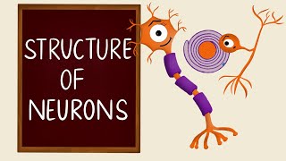 Structure of Neurons  Types of Neurons  Nervous Tissue  Neurology  Nerve Muscle Physiology [upl. by Marvella]