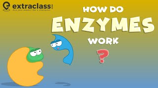 How do enzymes work  Biology  Extraclasscom [upl. by Llert832]