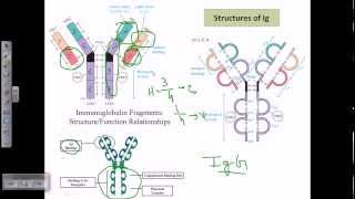 Antibody structure [upl. by Ritter]