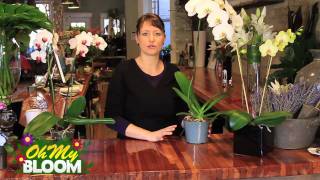 How to properly care for Orchids [upl. by Adest]