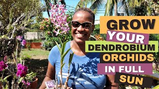 How to Grow Dendrobium Orchids in Full Sun  Orchid Care for Beginners [upl. by Odeen]